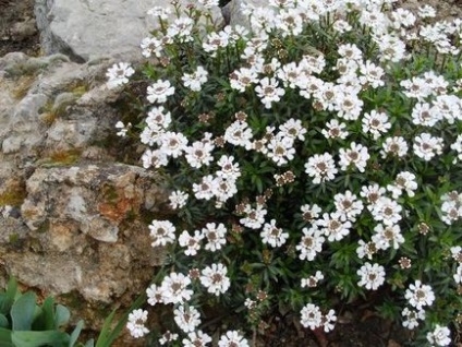 19 Кращих рослин для квіткового стінки