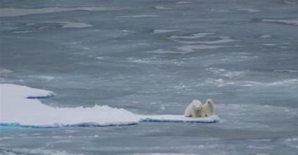 7 Причин цінувати арктичний морський лід - екологічний дайджест