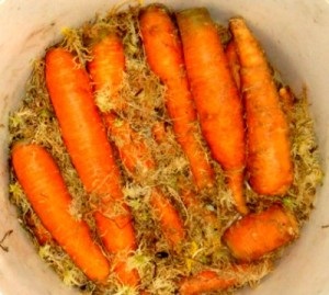 8 Moduri de depozitare a morcovilor