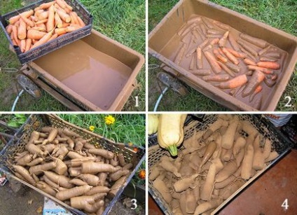 8 modalități de a stoca morcovi care nu vă va dezamăgi!