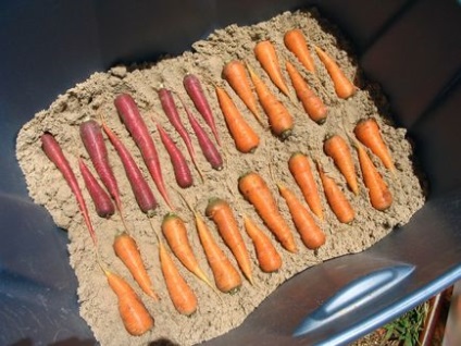 8 Способів зберігання моркви, які вас не підведуть!