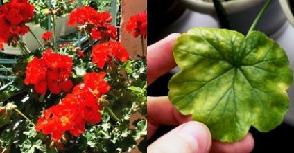 9 Afecțiunile care vindecă geraniums