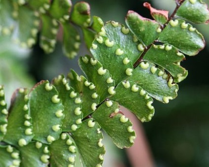 Árvalányhaj - típusok, gondozás, tenyésztés, lehetséges trudosti, Greenhome