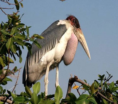 African Marabou - stilul de viață al maraboului african