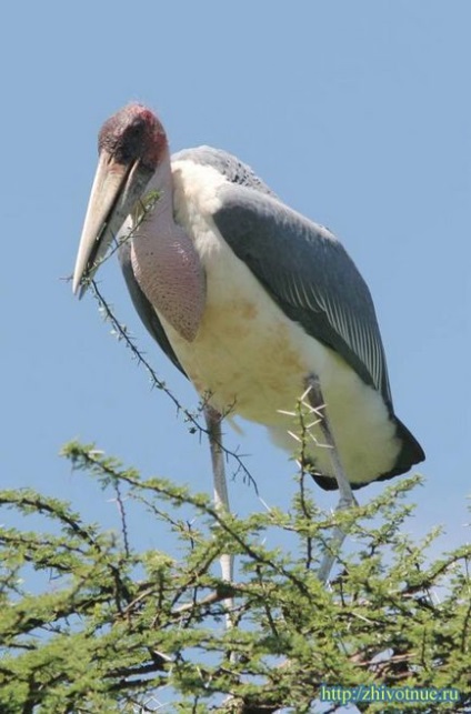 African Marabou - stilul de viață al maraboului african