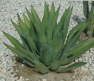 Agave ellátás, termesztés, öntözés, ültetés otthon