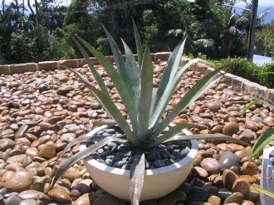 Agave ellátás, termesztés, öntözés, ültetés otthon