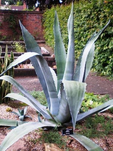 Agave ellátás, termesztés, öntözés, ültetés otthon