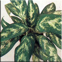 Aglaonema (aglaonema)