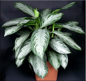 Aglaonema (aglaonema)