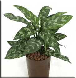 Aglaonema (aglaonema)