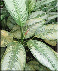 Aglaonema (aglaonema)