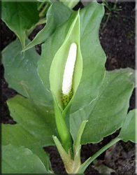 Aglaonema (aglaonema)