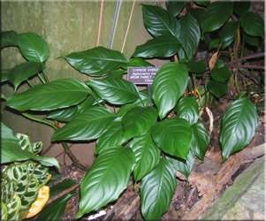 Аглаонема (aglaonema)