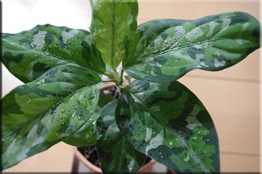 Aglaonema (aglaonema)