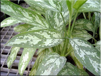 Aglaonema (aglaonema)