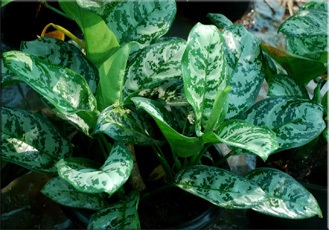 Аглаонема (aglaonema)