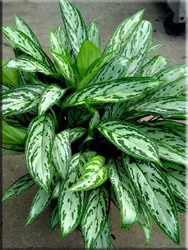 Aglaonema (aglaonema)