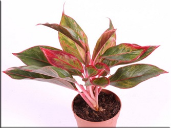 Аглаонема (aglaonema)