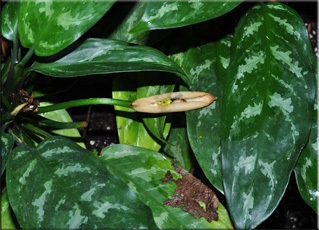 Aglaonema (aglaonema)