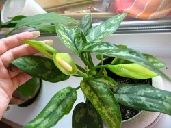 Aglaonema, грижи у дома