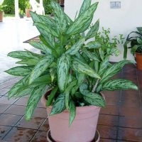 Aglaonema la îngrijirea la domiciliu, tipuri, fotografii, totul despre flori