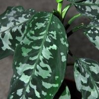 Aglaonema la îngrijirea la domiciliu, tipuri, fotografii, totul despre flori