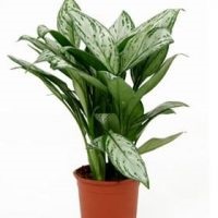 Aglaonema otthoni ápolás, fajok, fotók, minden a virágok