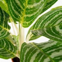 Aglaonema la îngrijirea la domiciliu, tipuri, fotografii, totul despre flori