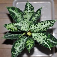 Aglaonema la îngrijirea la domiciliu, tipuri, fotografii, totul despre flori