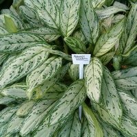 Aglaonema la îngrijirea la domiciliu, tipuri, fotografii, totul despre flori