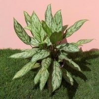 Aglaonema la îngrijirea la domiciliu, tipuri, fotografii, totul despre flori