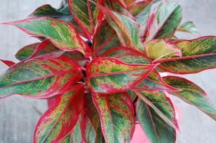 Aglaonema la îngrijirea la domiciliu, tipuri, fotografii, totul despre flori