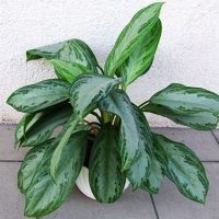 Aglaonema la îngrijirea la domiciliu, tipuri, fotografii, totul despre flori