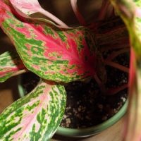 Aglaonema la îngrijirea la domiciliu, tipuri, fotografii, totul despre flori