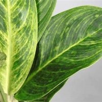 Aglaonema la îngrijirea la domiciliu, tipuri, fotografii, totul despre flori