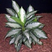 Aglaonema la îngrijirea la domiciliu, tipuri, fotografii, totul despre flori