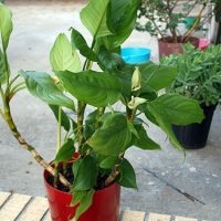 Aglaonema la îngrijirea la domiciliu, tipuri, fotografii, totul despre flori