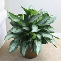 Aglaonema la îngrijirea la domiciliu, tipuri, fotografii, totul despre flori