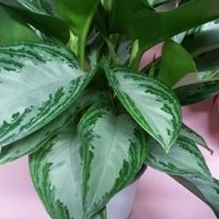 Aglaonema la îngrijirea la domiciliu, tipuri, fotografii, totul despre flori