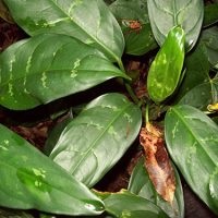 Aglaonema la îngrijirea la domiciliu, tipuri, fotografii, totul despre flori