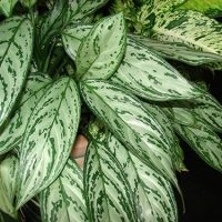 Aglaonema la îngrijirea la domiciliu, tipuri, fotografii, totul despre flori