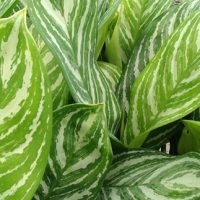 Aglaonema la îngrijirea la domiciliu, tipuri, fotografii, totul despre flori