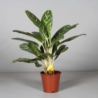 Aglaonema la îngrijirea la domiciliu, tipuri, fotografii, totul despre flori