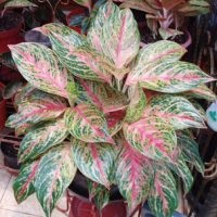 Aglaonema la îngrijirea la domiciliu, tipuri, fotografii, totul despre flori