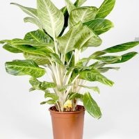 Aglaonema la îngrijirea la domiciliu, tipuri, fotografii, totul despre flori