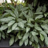 Aglaonema la îngrijirea la domiciliu, tipuri, fotografii, totul despre flori