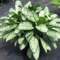 Aglaonema la îngrijirea la domiciliu, tipuri, fotografii, totul despre flori