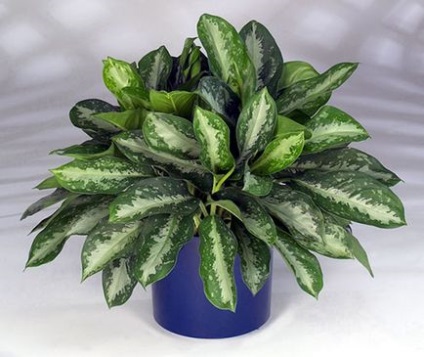 Aglaonema otthoni ápolás, fajok, fotók, minden a virágok