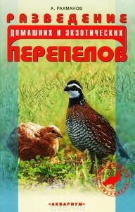 Алайськая вівці напівгрубововняні породи